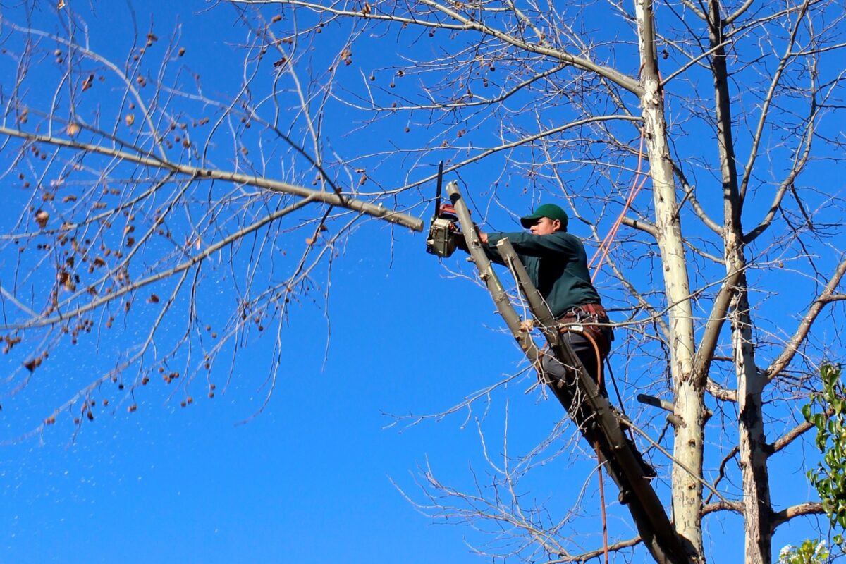 Tree Trimmers In Austin